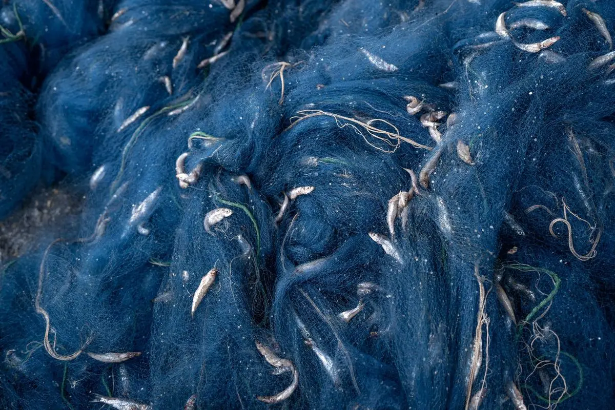 Dieses Projekt ist laut Jury ein vielschichtiges Dokument des komplexen Geflechts aus Abhängigkeit, Ausbeutung und Respekt, das die Menschen mit ihrer natürlichen Umwelt verbindet.